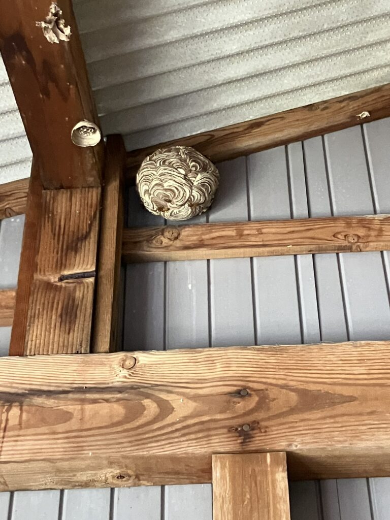 住宅の軒下に作られたスズメバチの巣