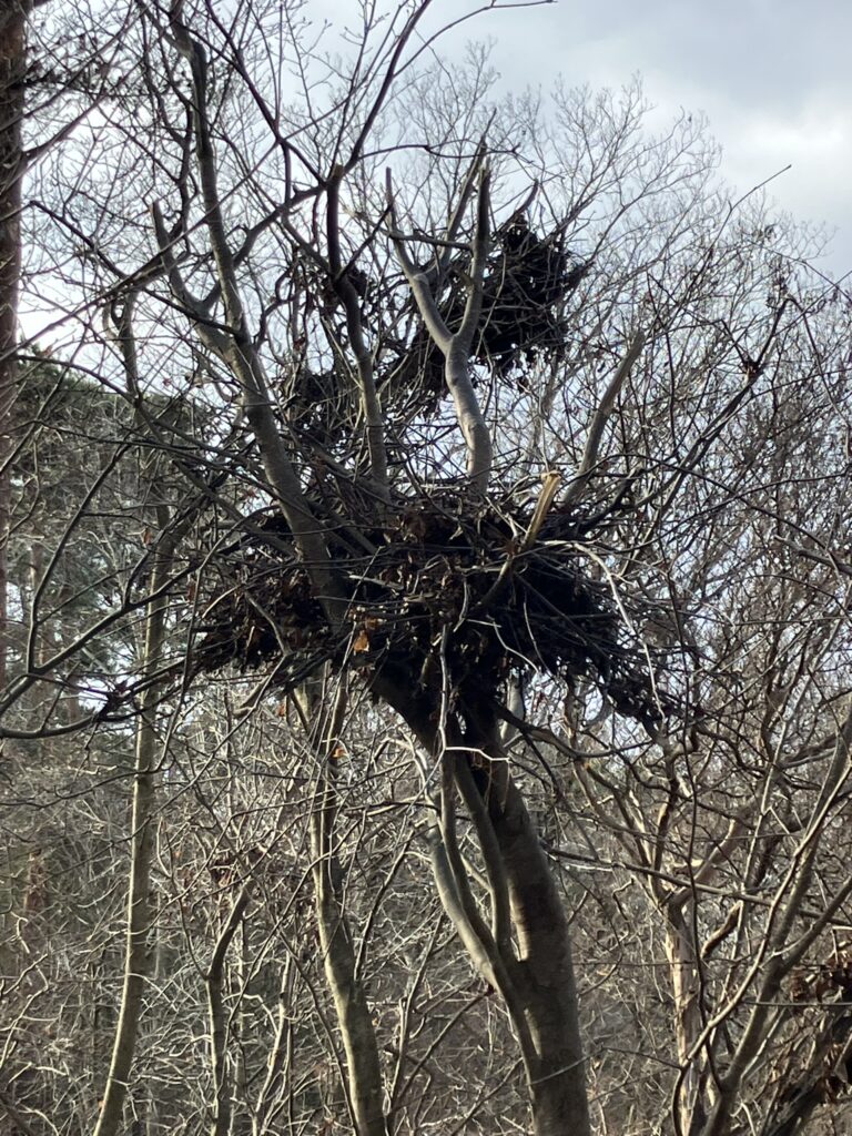 クマが木の上に作ったクマ棚