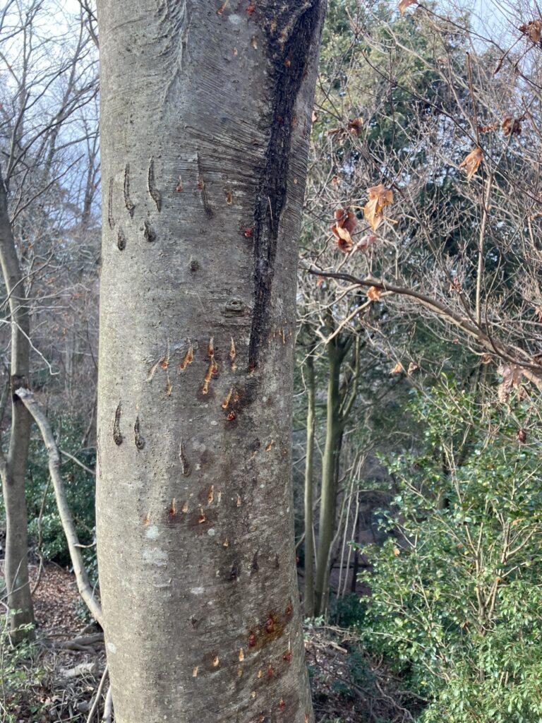 クマが木の幹に残した爪痕の跡