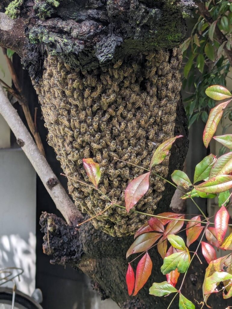 日本ミツバチが木の幹に集まった分蜂