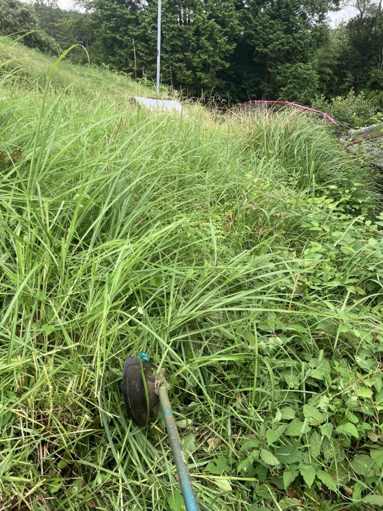 京都の山に近い空き地で伸びた雑草と草刈り作業前の様子