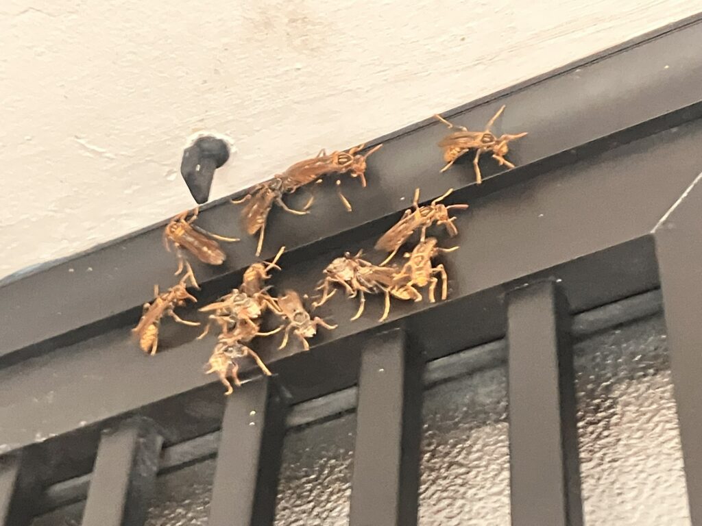 住宅の軒下に集まるアシナガバチ